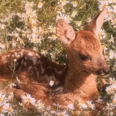 petass_e's profile picture. girlkisser