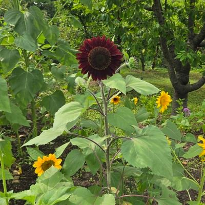 swirlinapoint's profile picture. An ardent listener but socially awkward and who likes to walk on barefoot.