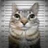chiaki9947's profile picture.