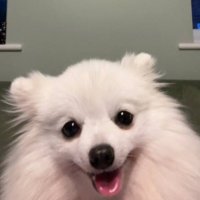 BootyTheDog (@bootythedog) 's Twitter Profile