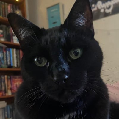 Twizzler aka tizzy (black w/ locket, 12 yo) Tessa (solid gray, may 11, 2013 - february 26, 2025)💕 here I will share my cats