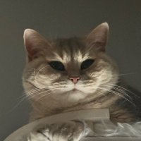 Cats that Judge (@catsthatjudge) 's Twitter Profile