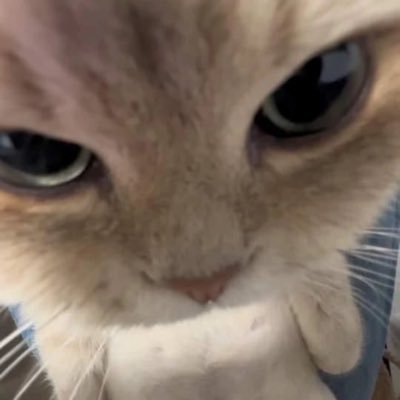 cupcupkei's profile picture. tukang gambar