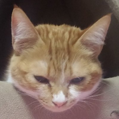 nakosansabu's profile picture. エッチな女の子を視聴用に作ったアカウントです。プレゼント企画の応募にも使ってます。フォロワーは！要りません！