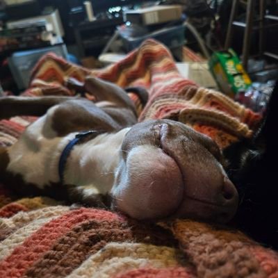 KyleHoo88634083's profile picture. Gamer, Christian, Dog Lover, Cat Collector, I have a podcast that you can listen to. No drama, no politics, nothing that can distract from having fun!