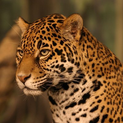 Guess my favorite weapon and animal.
Developing @UPGRADED_GAME