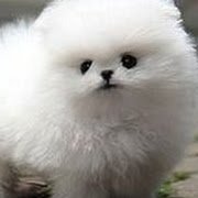 Fluff Inu (@fluffinusol) 's Twitter Profile Photo Fluff Inu (@fluffinusol) 's Twitter Profile Photo