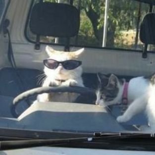 DrShortLeg's profile picture. Predictably unpredictable