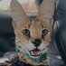 Serval (@nyaashua) Twitter profile photo Serval (@nyaashua) Twitter profile photo