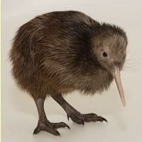 kiwi bird (@maitheoneandonl) 's Twitter Profile