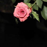 ┋ ᷂جبراً،وعوضاً،يارب 💗┋ (@0dllb) 's Twitter Profile