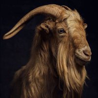 Zeus (@zeusbryan2) 's Twitter Profile
