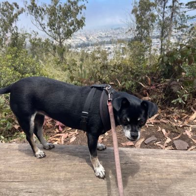 noquemaquant's profile picture. 6'4 137 zetamac score