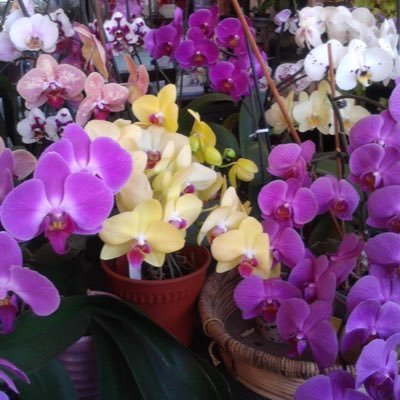shadianasr1's profile picture. “Ocean 🌊 • Orchid 🌸 • Beautiful Creatures😻”  Life is for living, for embracing moments, chasing dreams, and finding joy in little things and big adventures.