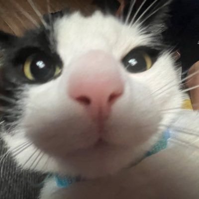 primoderivera69's profile picture. duro 🐓