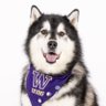 DubsUW's profile picture. Hi, I’m Dubs! This is my official X account as the University of Washington live mascot 🐾