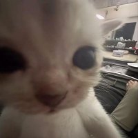 elias : #booktwt (@ensorcellq) 's Twitter Profile