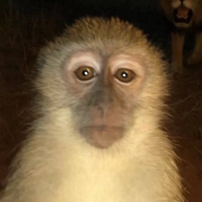 nyancatpills's profile picture. i like to play and draw 16