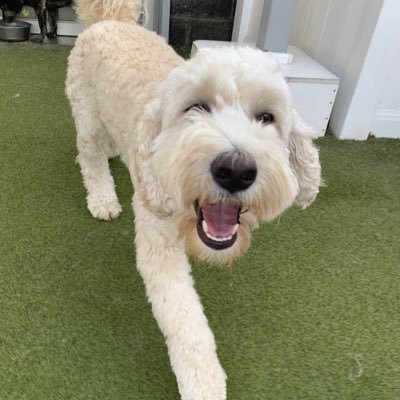 Dubs102704's profile picture. my prior account @pdiddyruns was hacked at 236 followers. Yeah I was a big deal….opinions here are my own…