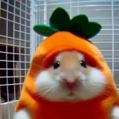 someone_coding's profile picture. 