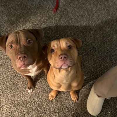AmadeusMeyer's profile picture. If God is the ocean, then we are the drop. 
Entrepreneur | Dad to a rescue pup | Love deep convos over coffee ☕️.