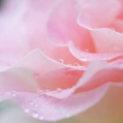ROSE 𓂂𓈒໒꒱*。さんのプロフィール画像
