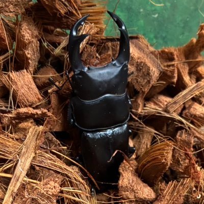 ソフトウェアエンジニア@Adobe。5歳👦、1歳👧の父。2019年からカリフォルニアに住んでます。ゲーム好き(PS5/Switch)。