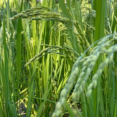 tmjdsk's profile picture. 40過ぎて健康について考えてます🤩 会社経営✖️農業です。私と妻で会社経営年商3,000万強粗利40%でそこそこ生きてます👍農業でもぅ1,000万追加したい願望