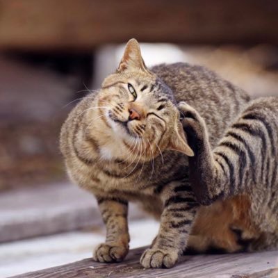 pngtin6809447's profile picture. 美味しいものが大好きで料理が趣味です！私は犬 🐕 と猫 🐈 も好きで、お気に入りのペットです。