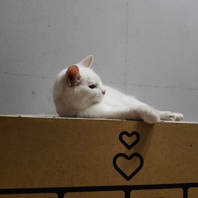 JaredLiu9's profile picture. 