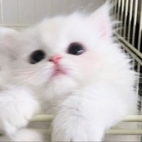 姬 (@m1_lk8) 's Twitter Profile