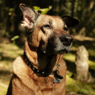 codingfcv's profile picture.
