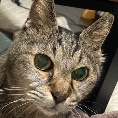 biwasinn_'s profile picture. 琵琶神です！ 猫が大好きです！X初心者なので！！┏○ お手柔らかにお願いしますー！    琵琶神(びわしん)