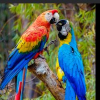 Aoi The Macaw (@tristancla70041) 's Twitter Profile
