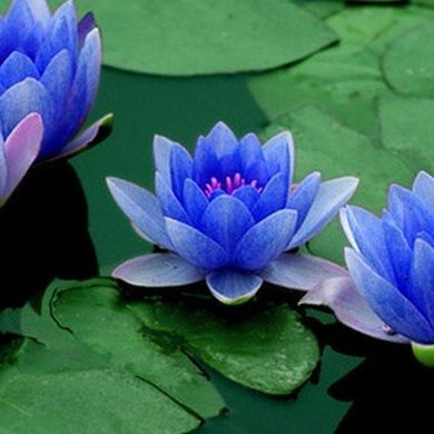 “The Great Awakening: To live Love in body, mind, heart, spirit, and community. Every choice to Love sets us on a higher timeline and into a higher dimension.