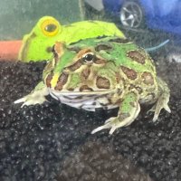 エックス (@vocho_frog) 's Twitter Profile