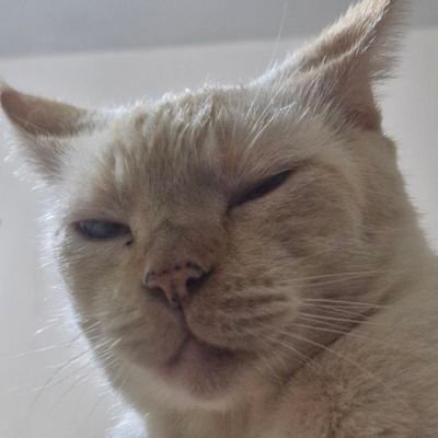 guissrx's profile picture. 