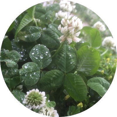 amano_sakurako's profile picture. ホラナイ/19メルズ/魔道祖師・陳情令/刀剣乱舞/SIREN/バイオ/コナン/銀魂/第五人格/その他、色々と手を出してます。夢関連好きです。審神者と司書とCoCKPやってたやつ。市民登録済み！ホラナイ沼にはまって年パスひゃっほいしてるやつ#CFC会員/25