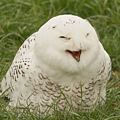 uneediz's profile picture. 일상잡탕타래계