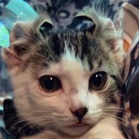 Fortnite🐾 (@fortnitemew) 's Twitter Profile Photo Fortnite🐾 (@fortnitemew) 's Twitter Profile Photo