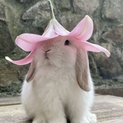capybarajeje's profile picture. `⎚⩊⎚´⠀
