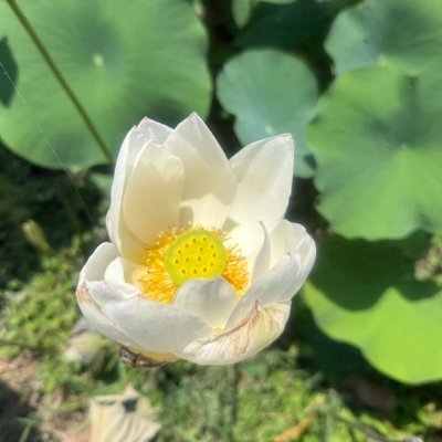 S7U7FL7K0dzZdtz's profile picture. 趣味はフラダンス🧚
食べること大好き🍀😌🍀
自然が大好き🍀😌🍀

為に生きること大好き🍀😌🍀
世界平和を祈り🛐
明るい未来の家庭実現をめざしています❣️