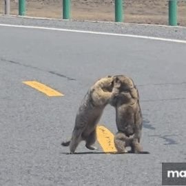 caimingqi5's profile picture. 嗨