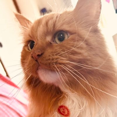 ISSUE / ｲ ｼ ｭｰさんのプロフィール画像