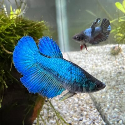 主婦ととあるところのアクアコーナーで働きながらベタを繁殖(初心者)しています。ベタ飼育歴は6年の初心者です。ベタ好きな方仲良くしていただけると嬉しいです。よろしくお願いします。