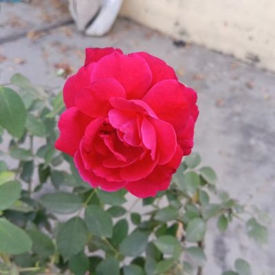 Ambar_A0722's profile picture. Nothing Is Impossible 
The Word Itself Say
I Am Possible