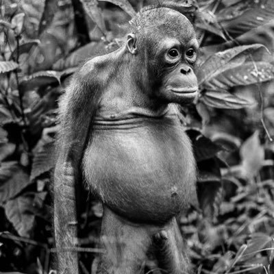 mizroba's profile picture. 'Man errs as long as he strives'