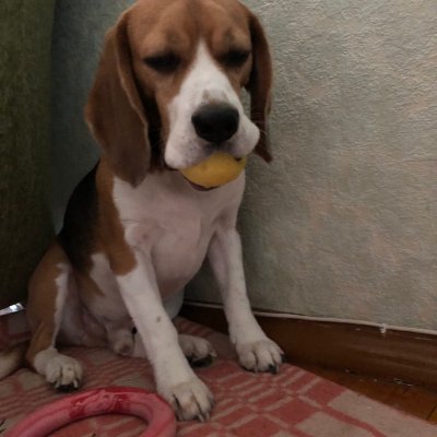 SBilcenko85283's profile picture. Building with @DataHaven_xyz