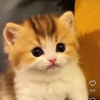 Josiekikatech's profile picture. FaceCam partnership manager. Welcome to DM for promoting my product.