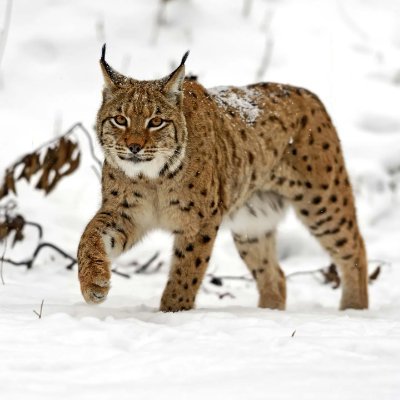 europaeavigilia's profile picture. Descendant of Gebeleizis